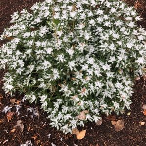 Meet your Posher, Monique